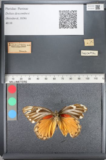 Media type: image;   Entomology 130187